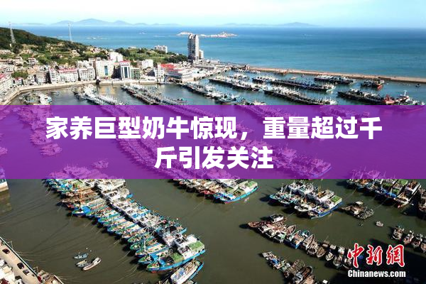 家养巨型奶牛惊现，重量超过千斤引发关注