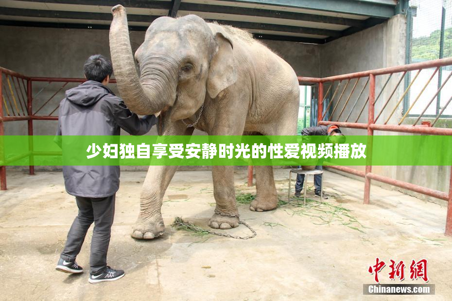 少妇独自享受安静时光的性爱视频播放