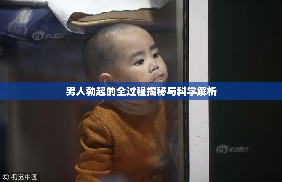 男人勃起的全过程揭秘与科学解析