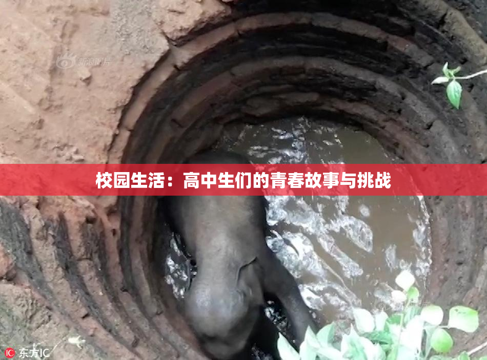校园生活：高中生们的青春故事与挑战