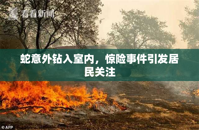 蛇意外钻入室内，惊险事件引发居民关注