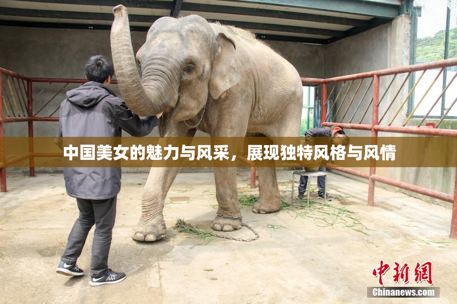 中国美女的魅力与风采，展现独特风格与风情
