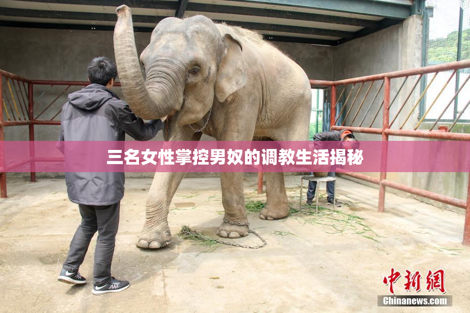 三名女性掌控男奴的调教生活揭秘