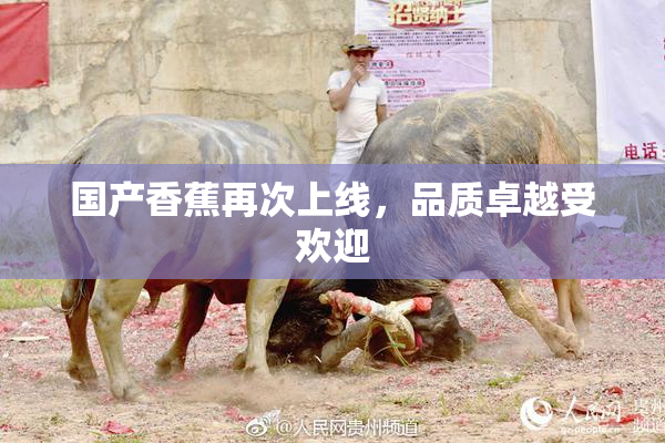 国产香蕉再次上线，品质卓越受欢迎