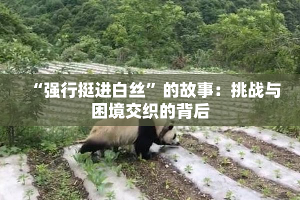 “强行挺进白丝”的故事：挑战与困境交织的背后