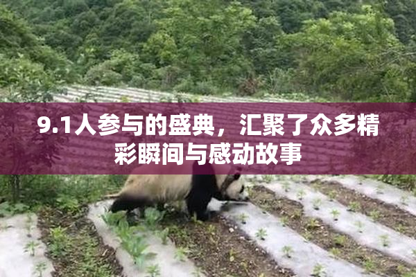 9.1人参与的盛典，汇聚了众多精彩瞬间与感动故事