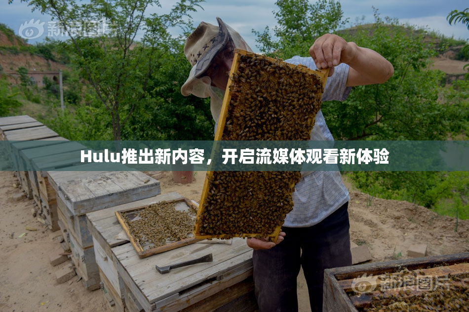 Hulu推出新内容，开启流媒体观看新体验