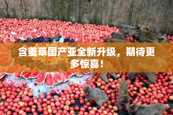 含羞草国产亚全新升级，期待更多惊喜！
