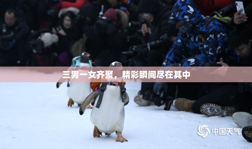 三男一女齐聚，精彩瞬间尽在其中
