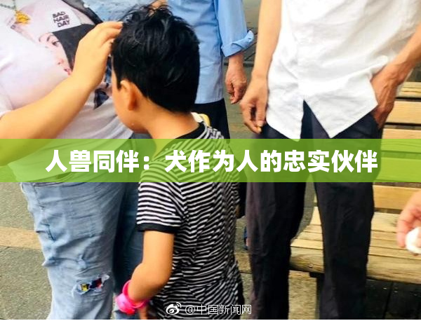 人兽同伴：犬作为人的忠实伙伴