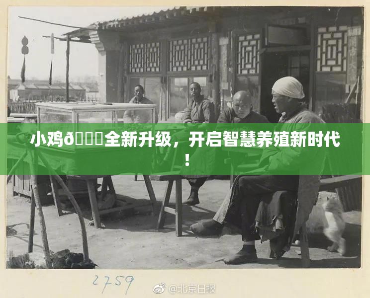 小鸡🐔全新升级，开启智慧养殖新时代！