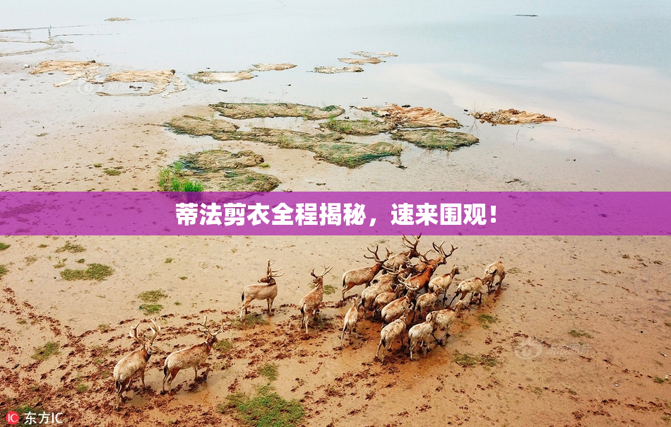 蒂法剪衣全程揭秘，速来围观！