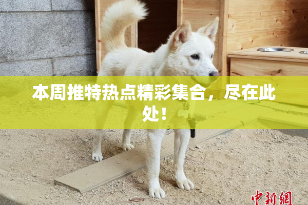 本周推特热点精彩集合，尽在此处！