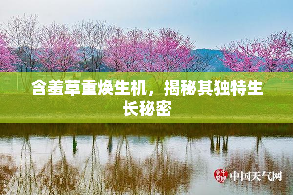 含羞草重焕生机，揭秘其独特生长秘密