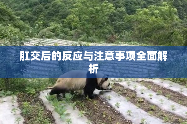 肛交后的反应与注意事项全面解析
