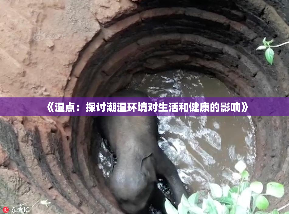 《湿点：探讨潮湿环境对生活和健康的影响》