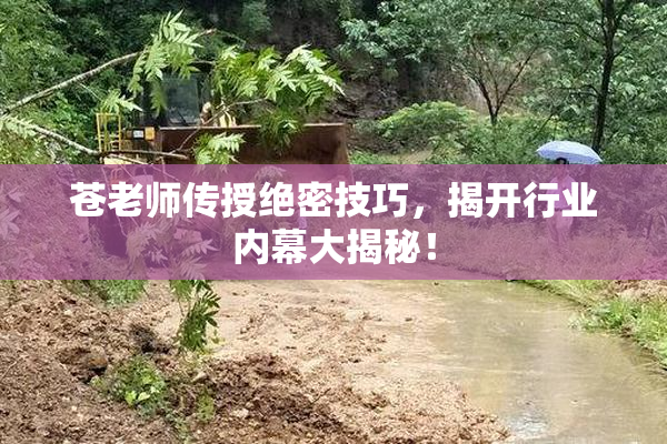 苍老师传授绝密技巧，揭开行业内幕大揭秘！