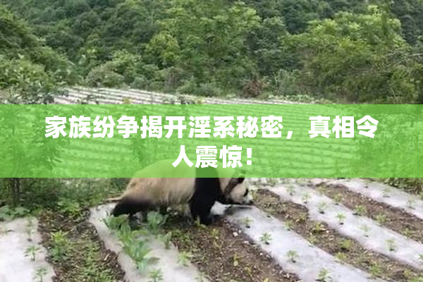 家族纷争揭开淫系秘密，真相令人震惊！