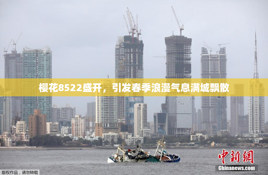 樱花8522盛开，引发春季浪漫气息满城飘散