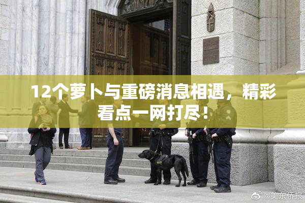 12个萝卜与重磅消息相遇，精彩看点一网打尽！