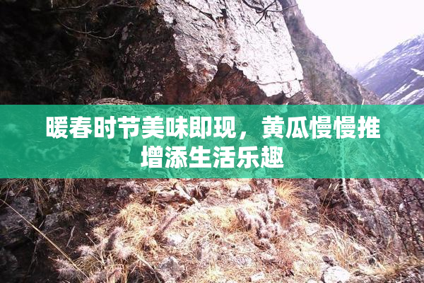 暖春时节美味即现，黄瓜慢慢推增添生活乐趣