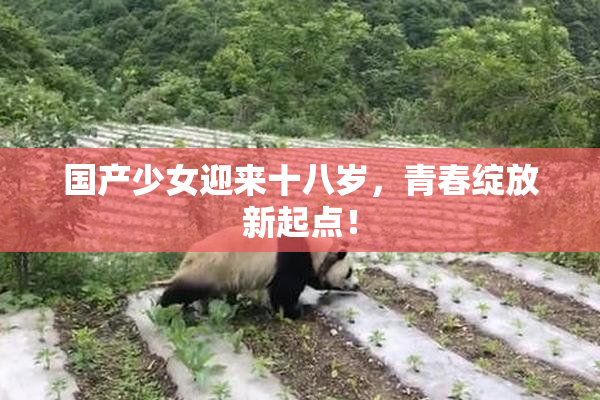 国产少女迎来十八岁，青春绽放新起点！