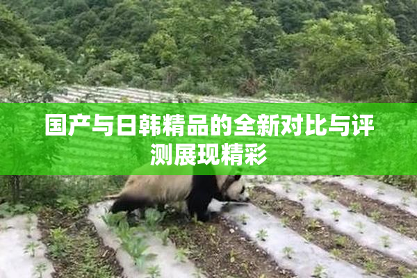 国产与日韩精品的全新对比与评测展现精彩