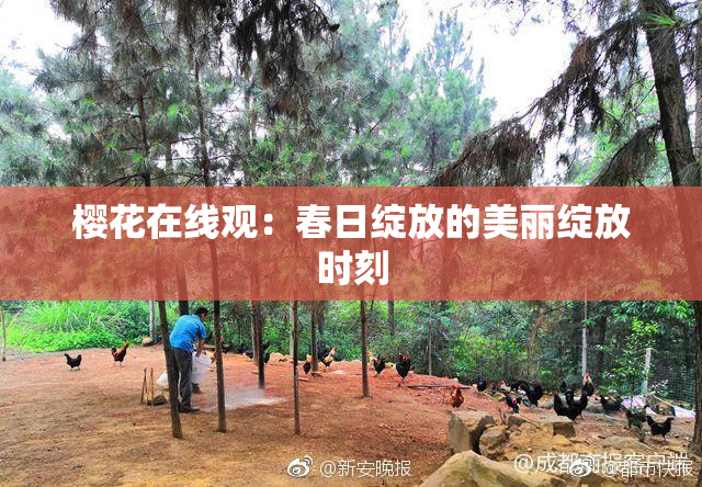 樱花在线观：春日绽放的美丽绽放时刻