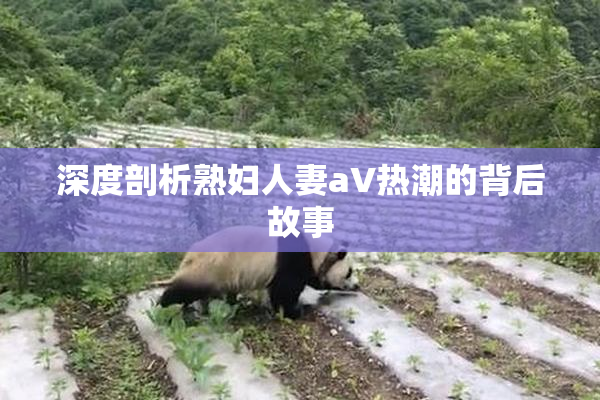 深度剖析熟妇人妻aV热潮的背后故事