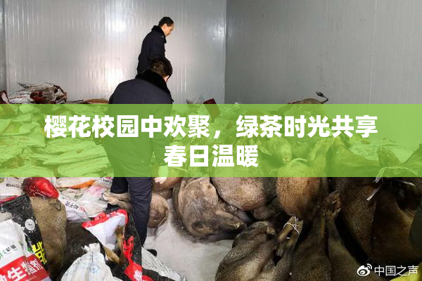 樱花校园中欢聚，绿茶时光共享春日温暖