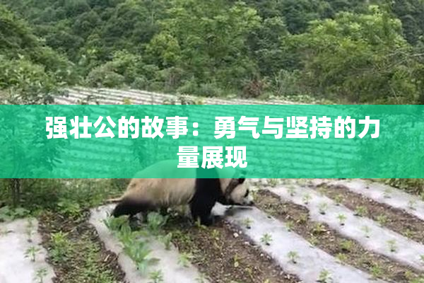 强壮公的故事：勇气与坚持的力量展现