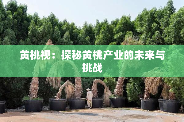 黄桃视：探秘黄桃产业的未来与挑战