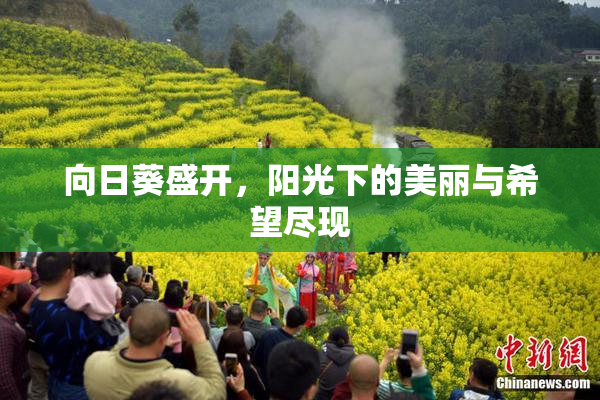 向日葵盛开，阳光下的美丽与希望尽现