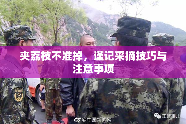 夹荔枝不准掉，谨记采摘技巧与注意事项