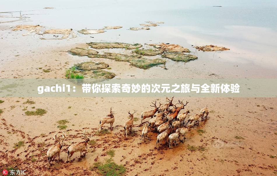 gachi1：带你探索奇妙的次元之旅与全新体验