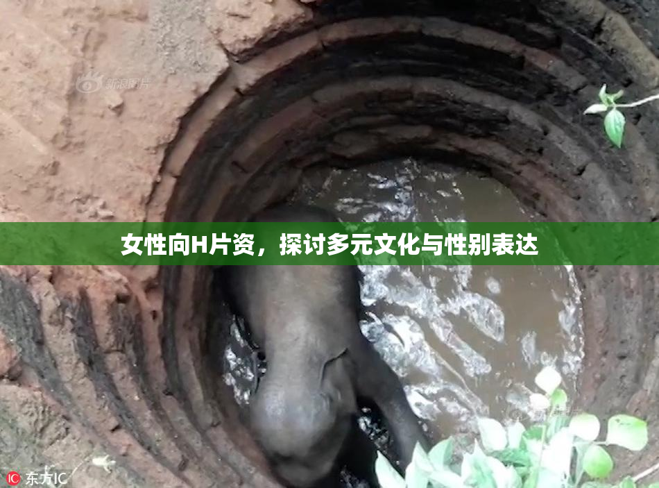 女性向H片资，探讨多元文化与性别表达