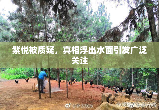 紫悦被质疑，真相浮出水面引发广泛关注