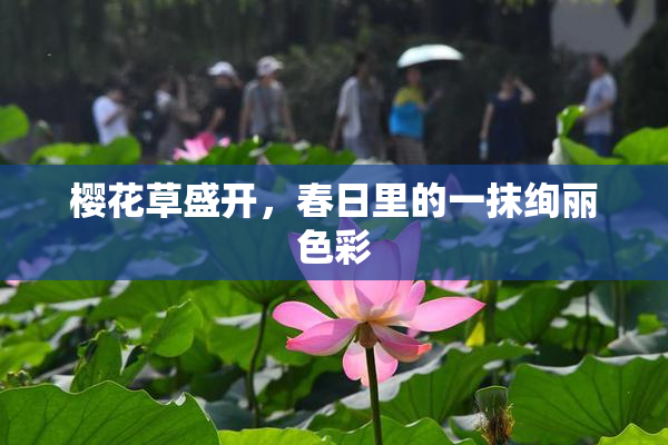 樱花草盛开，春日里的一抹绚丽色彩