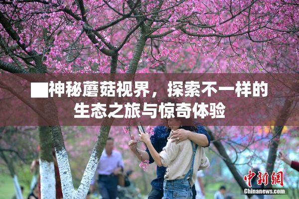 ▇神秘蘑菇视界，探索不一样的生态之旅与惊奇体验