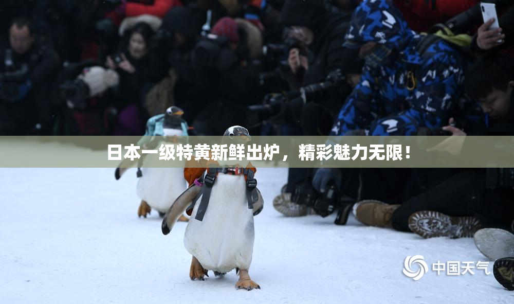 日本一级特黄新鲜出炉，精彩魅力无限！
