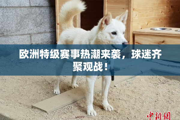 欧洲特级赛事热潮来袭，球迷齐聚观战！