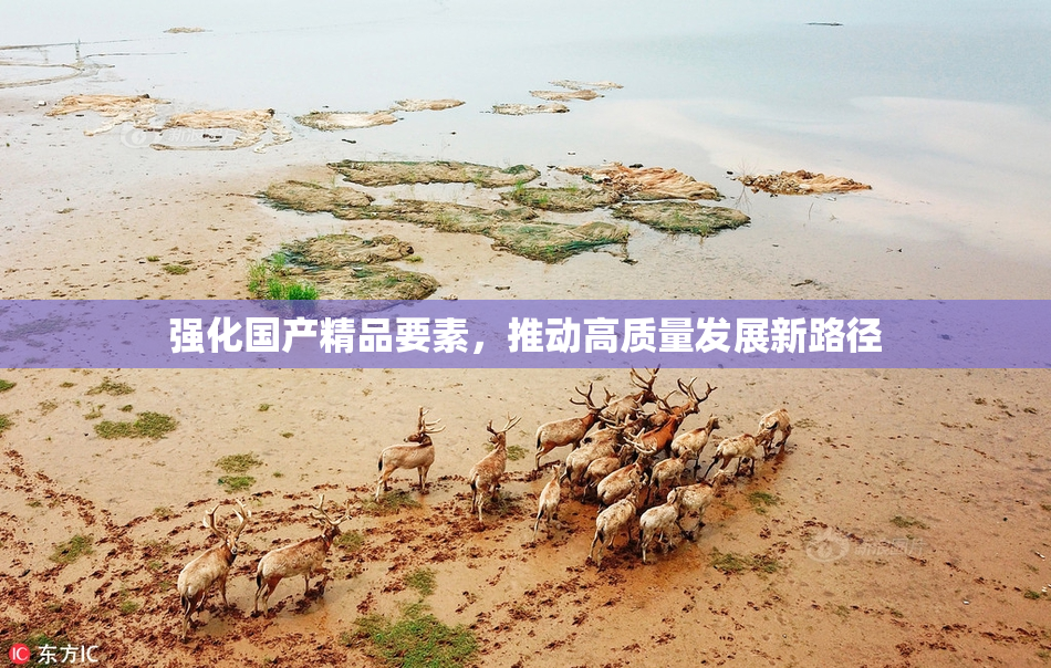 强化国产精品要素，推动高质量发展新路径