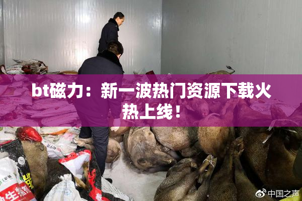 bt磁力：新一波热门资源下载火热上线！