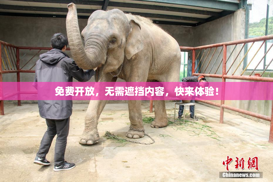 免费开放，无需遮挡内容，快来体验！