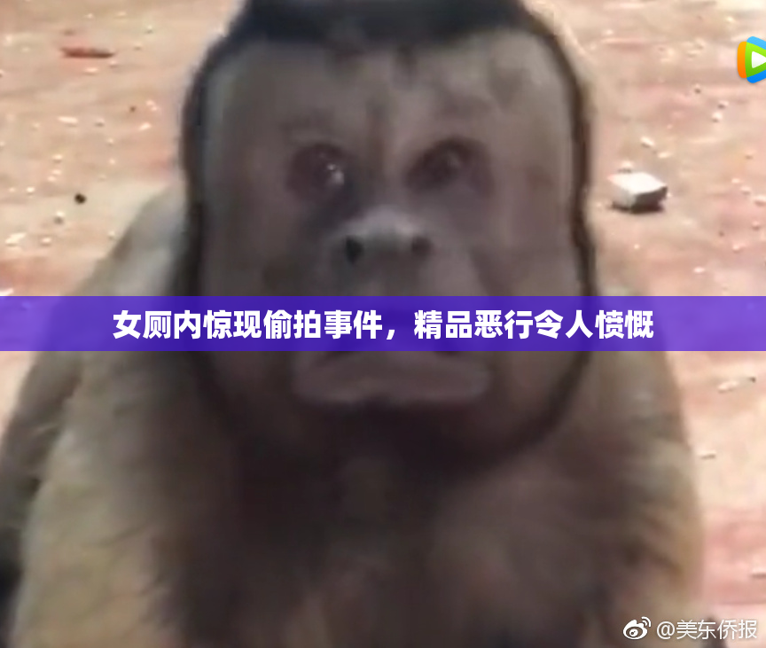 女厕内惊现偷拍事件，精品恶行令人愤慨