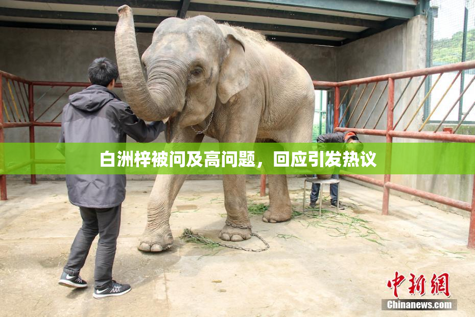 白洲梓被问及高问题，回应引发热议