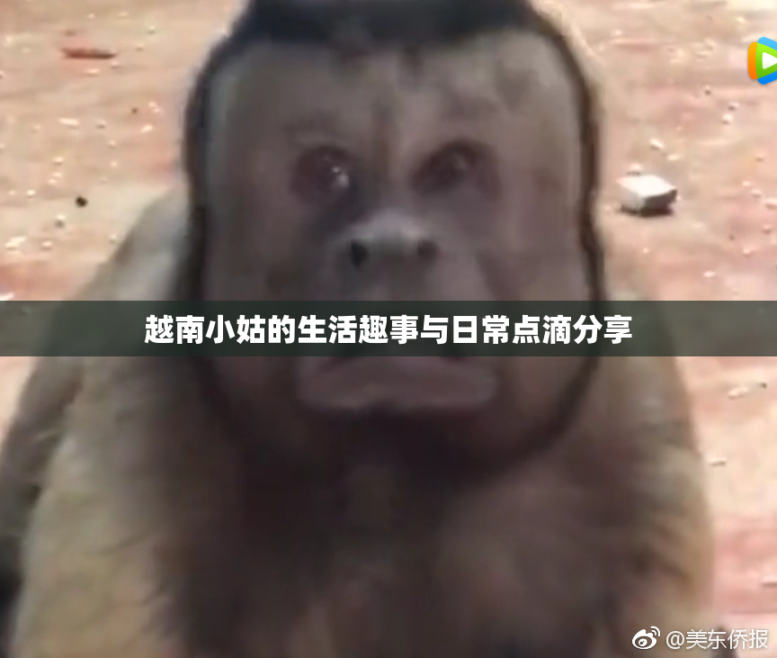 越南小姑的生活趣事与日常点滴分享