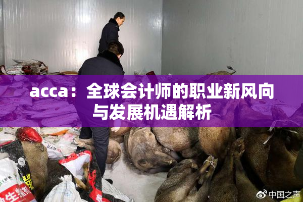 acca：全球会计师的职业新风向与发展机遇解析