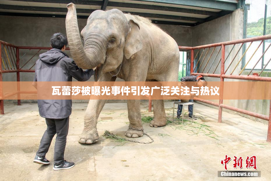瓦蕾莎被曝光事件引发广泛关注与热议