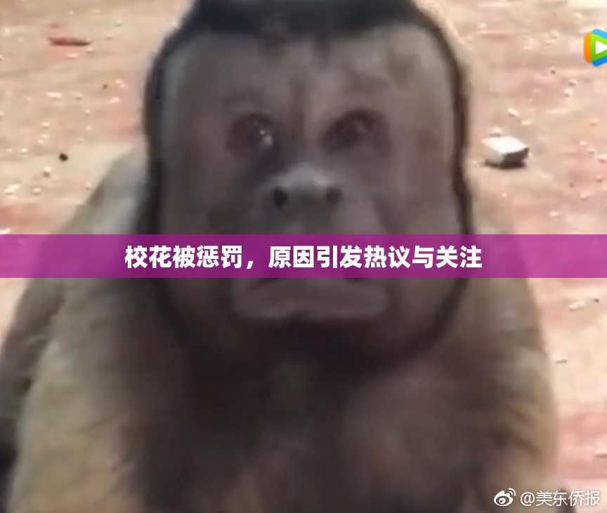 校花被惩罚，原因引发热议与关注